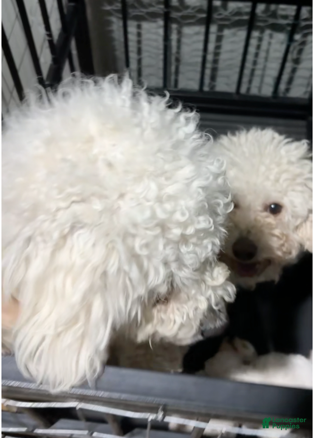 Miniature Poodle dogs for sale: Leo - Ad 9