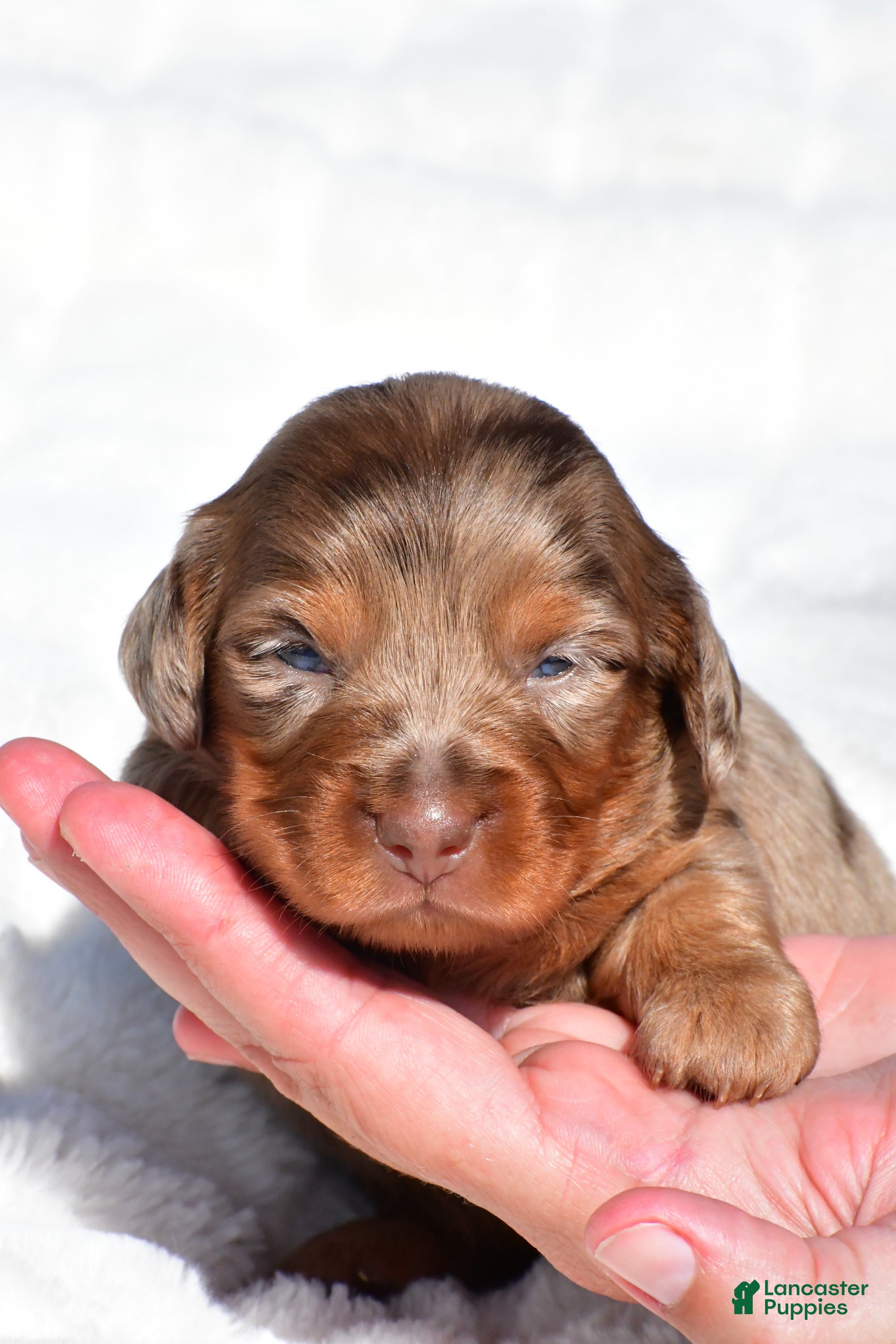 Miniature Dachshund dogs Harper - Ad 1