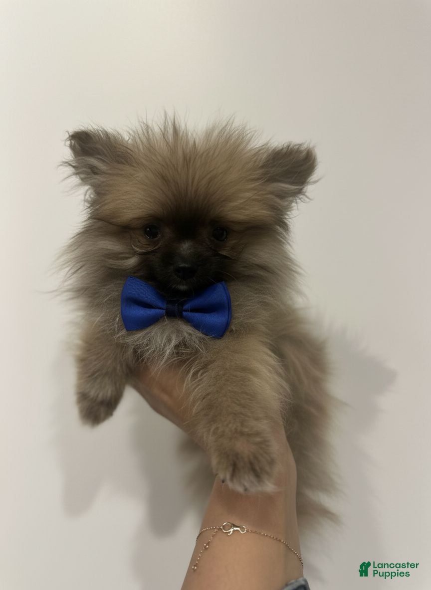 Pomeranian dogs Rocky, Teacup, Potty and crate training! - Ad 1