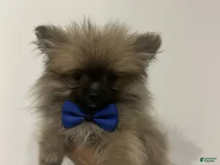 Pomeranian dogs for sale: Rocky, Teacup, Potty and crate training! - Ad 3