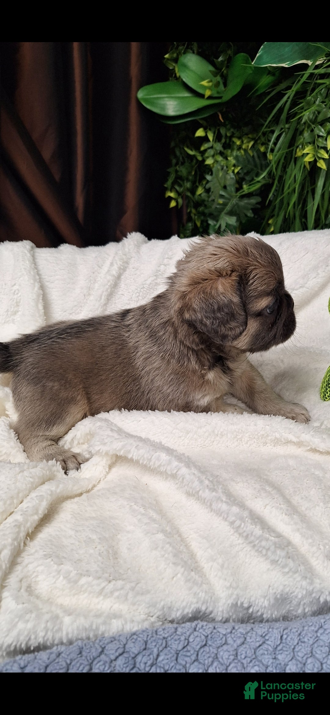 French Bulldog dogs Fade  - Ad 9