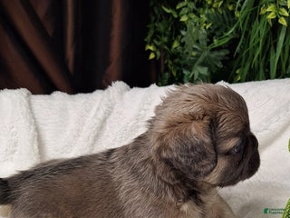 French Bulldog dogs Fade - Ad 4