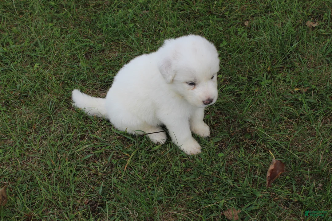 Great Pyrenees dogs for sale: Cedar - Ad 1