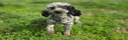 Cavapoo dogs for sale: Lala Orange - Ad 7