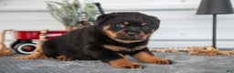 Rottweiler dogs for sale: Hailey - Ad 3