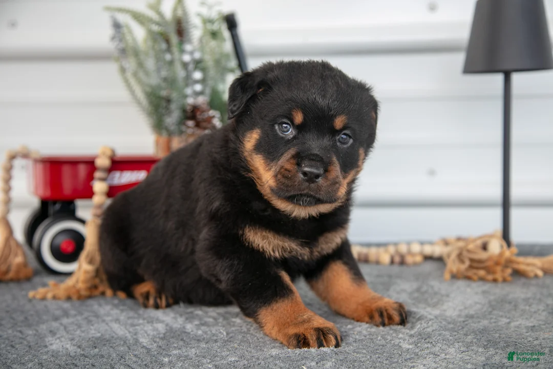 Rottweiler dogs for sale: Hailey - Ad 3