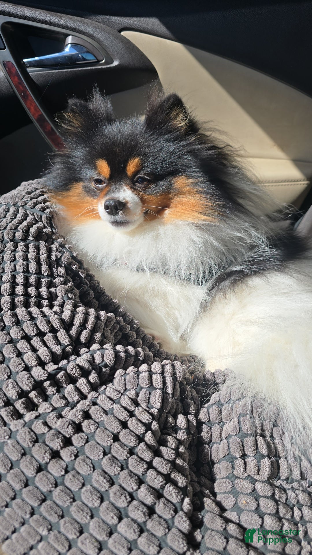 Pomeranian dogs for stud: Puppies - Ad 3