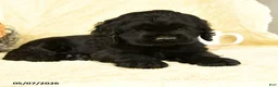 Cocker Spaniel dogs for sale: Beauty - Ad 3