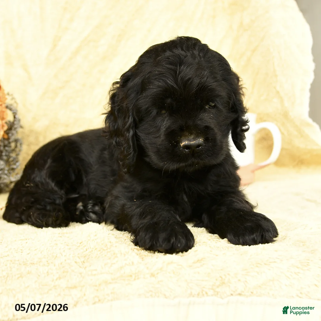 Cocker Spaniel dogs for sale: Beauty - Ad 3