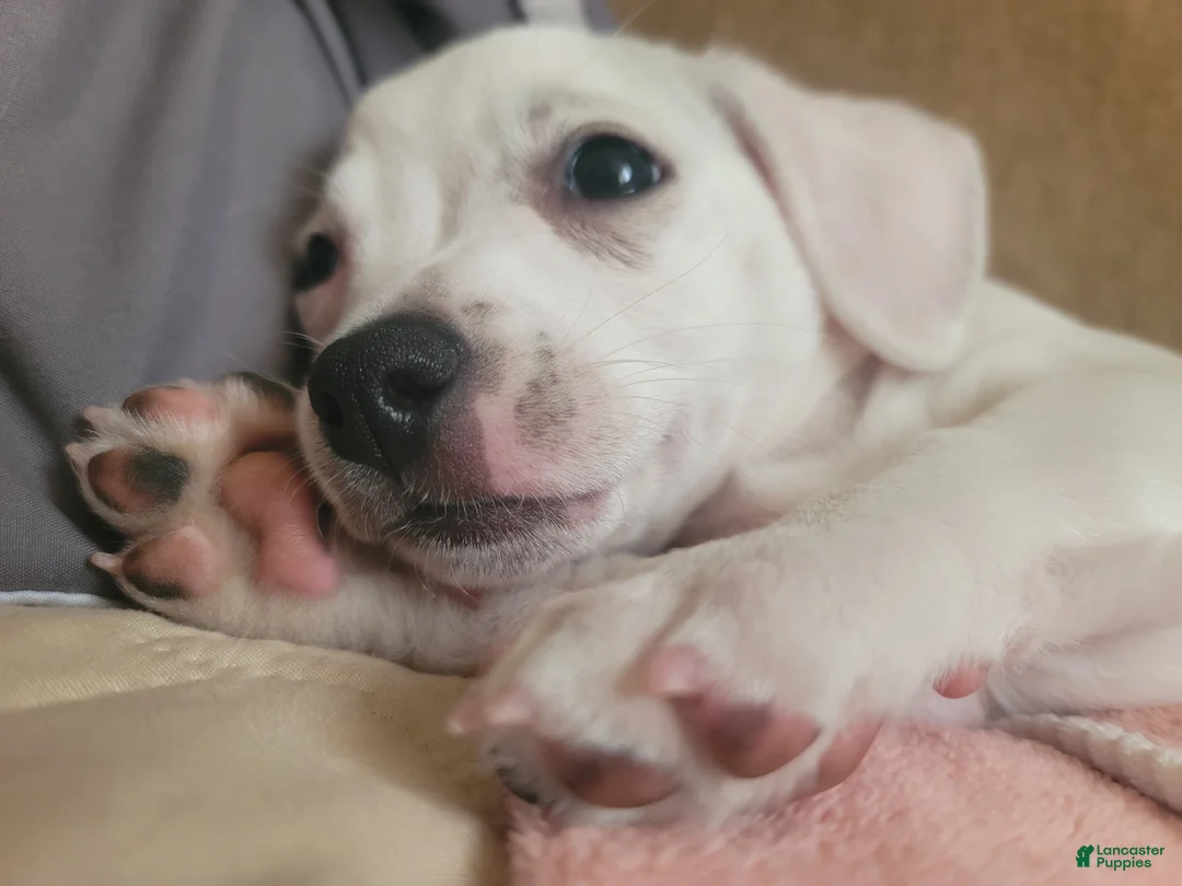 Mixed Breed dogs for sale: Paul - Ad 1