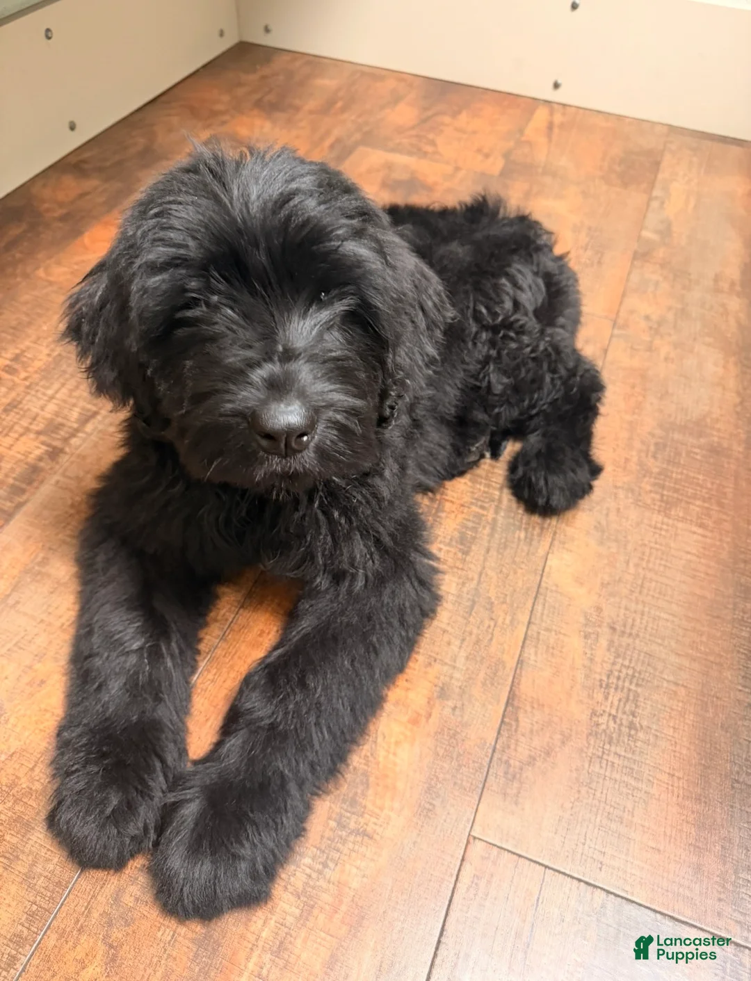 Mixed Breed dogs for sale: Mixed Breed Puppy 1 - Ad 1