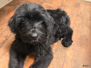 Mixed Breed dogs Mixed Breed Puppy 1 - Ad 10