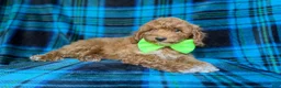 Miniature Poodle dogs for sale: Simba - Ad 8