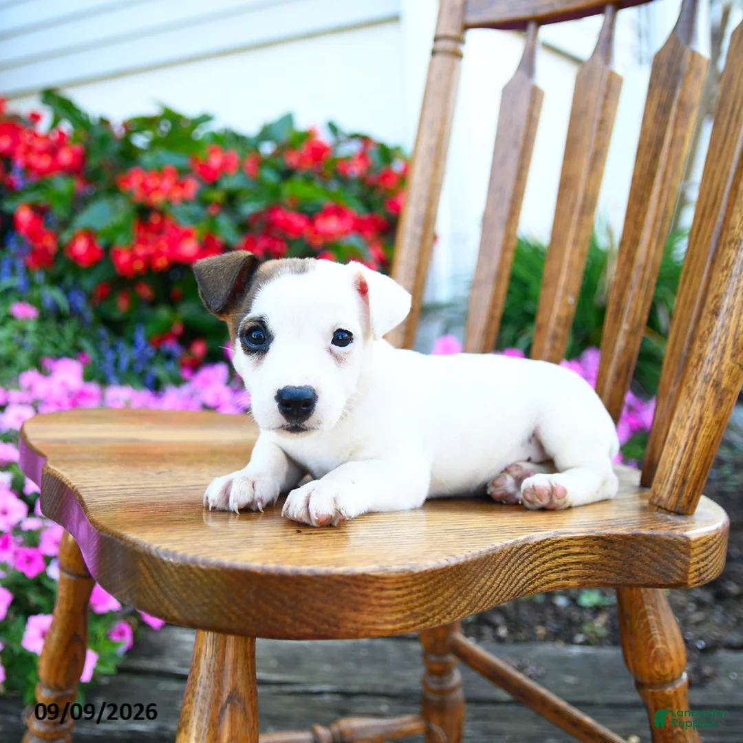 Jack Russell Terrier dogs for sale: Klondike - Ad 3