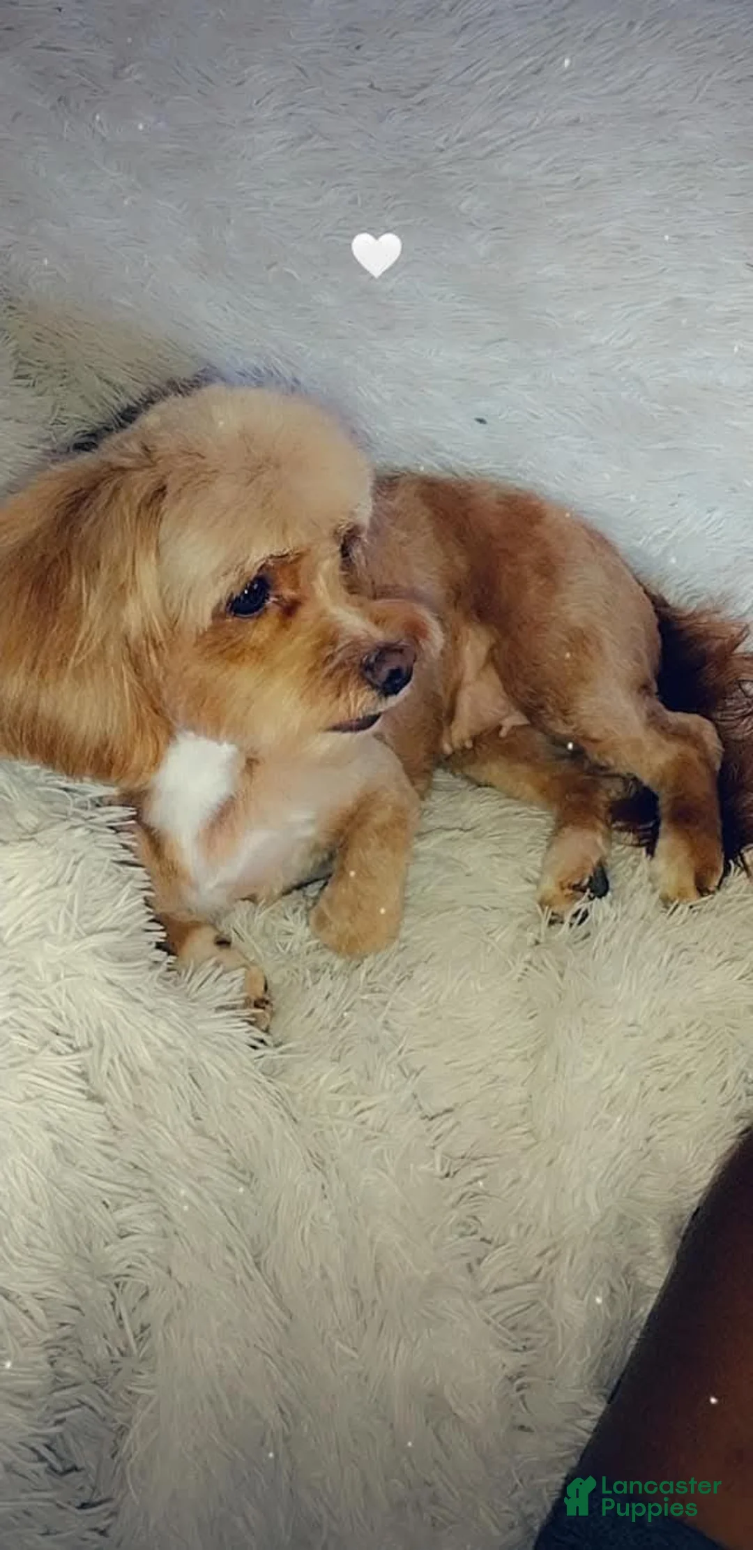 Cavapoo dogs for sale: Cavapoo 1 - Ad 2