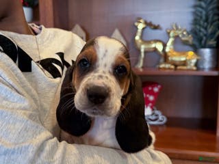 Basset Hound dogs Jasmine - Ad 8
