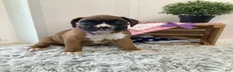 Boxer dogs for sale: Boxer Puppy 4-Sally - Ad 2