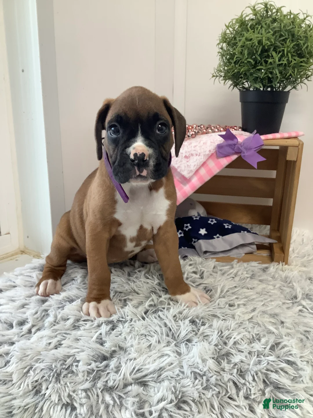 Boxer dogs for sale: Boxer Puppy 4-Sally - Ad 2