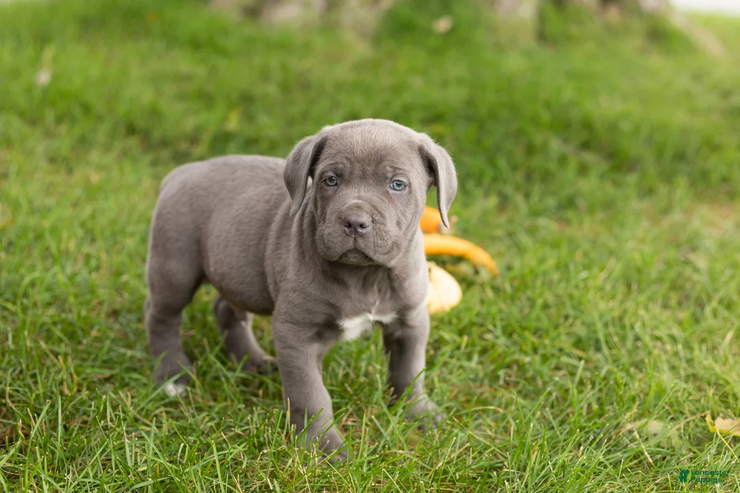 Cane Corso dogs for sale: Blue  - Ad 2