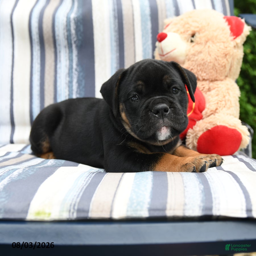 Olde English Bulldogge dogs Thunder - Ad 2