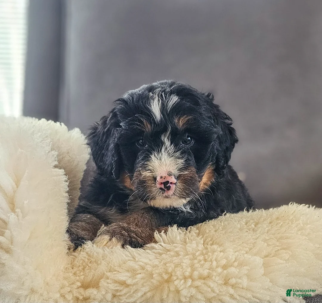 Bernedoodle dogs for sale: Duke - Ad 5