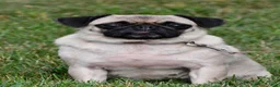Pug dogs for sale: Fritz - Ad 8