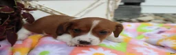 Miniature Dachshund dogs for sale: Mitch - Ad 6