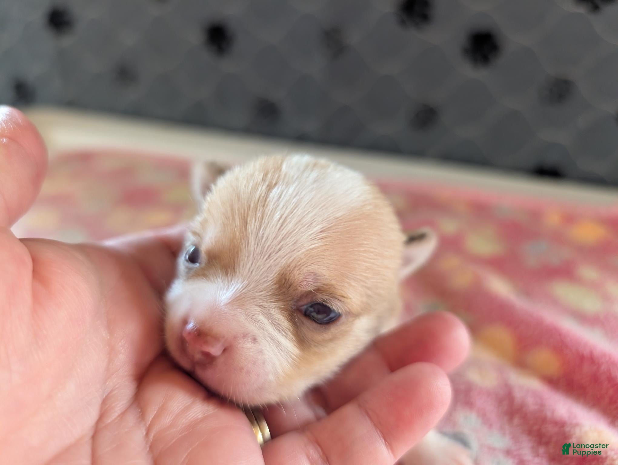 Chihuahua dogs Freddie - Ad 25