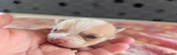 Chihuahua dogs for sale: Freddie - Ad 1