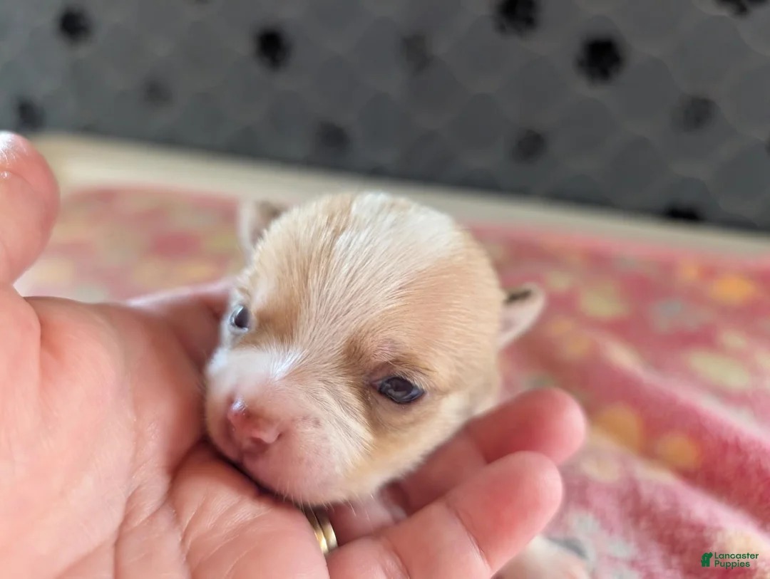 Chihuahua dogs for sale: Freddie - Ad 1