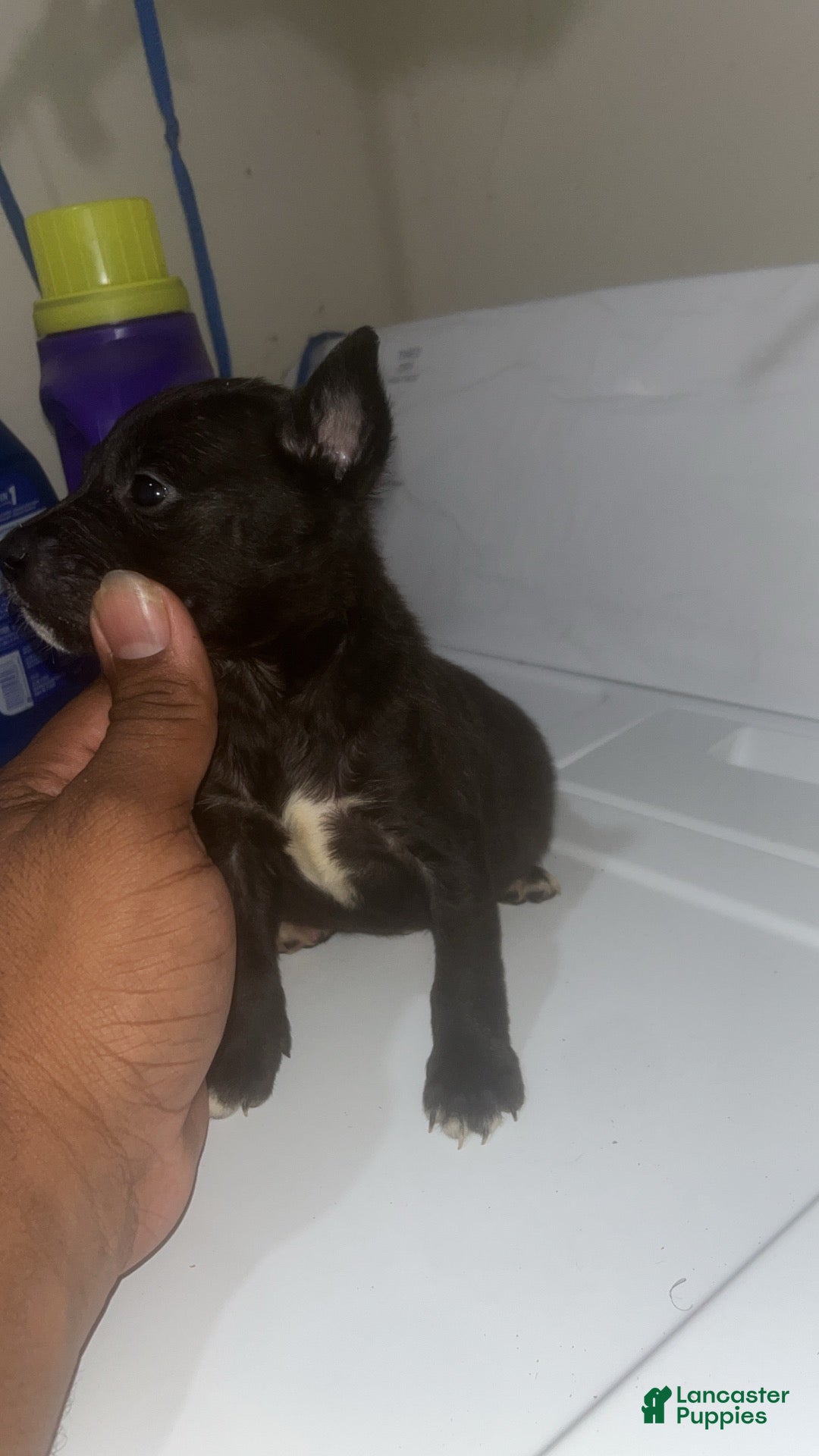 American Pit Bull Terrier dogs for sale: American Pit Bull Terrier 5 - Ad 40