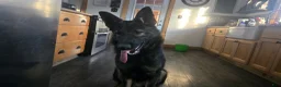 German Shepherd dogs for sale: AKC German Shepherd Puppy 3 - Ad 3