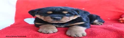 Rottweiler dogs for sale: Roxy - Ad 2