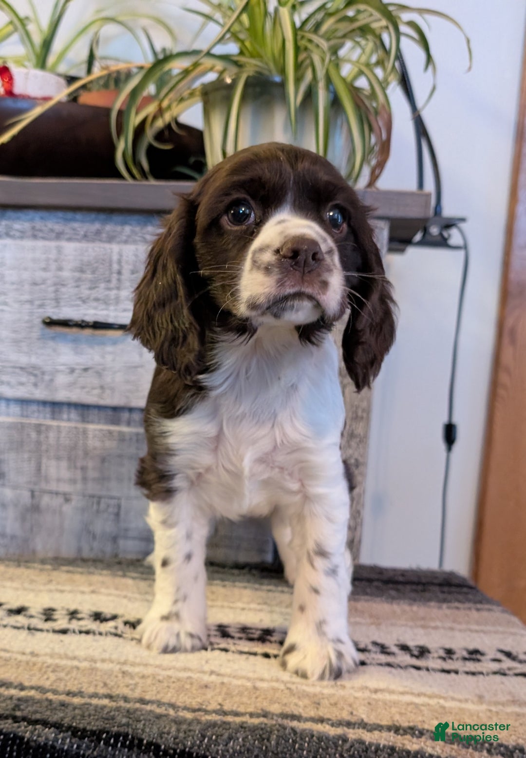 Cocker Spaniel dogs for sale: Ivy - Ad 3