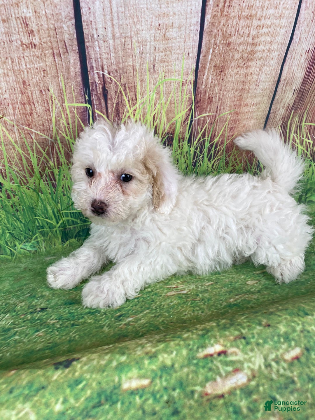 Miniature Poodle dogs for sale: Charlie - Ad 4