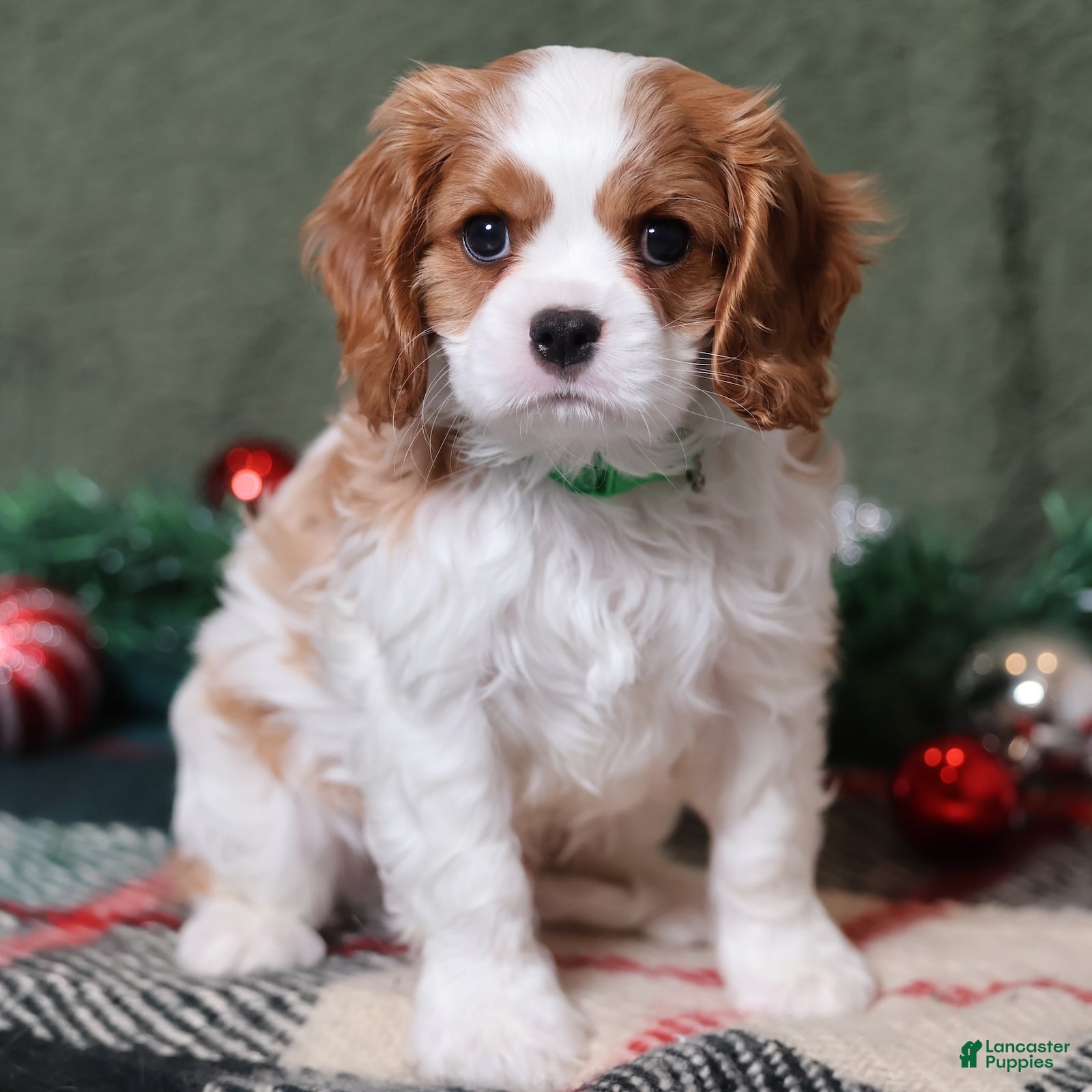 Cavalier King Charles Spaniel dogs Buddy - Genetic Tested Parents - Ad 1