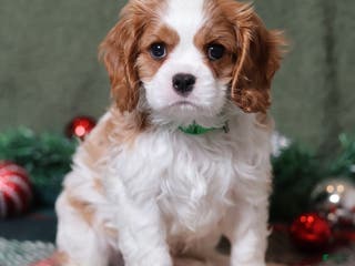 Cavalier King Charles Spaniel dogs Buddy - Genetic Tested Parents - Ad 16