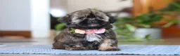 Shih Tzu dogs for sale: Juliet - Ad 4
