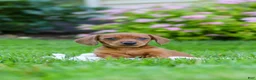 Miniature Dachshund dogs for sale: Alex - Ad 9