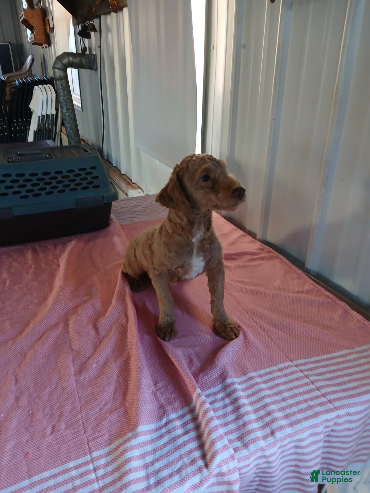 Leslie (Maltipoo, Male) in Dundee, OH