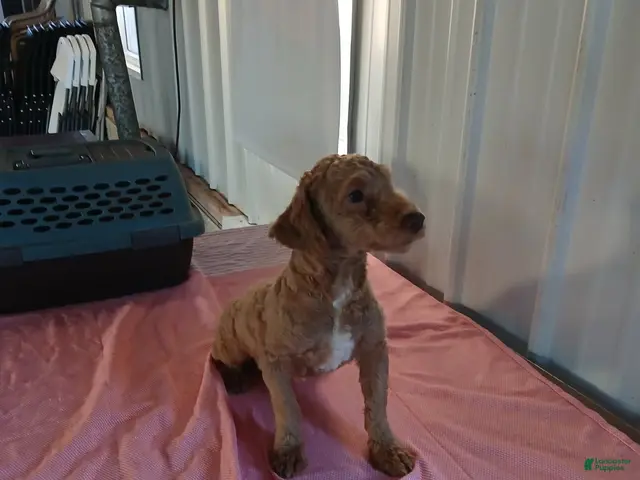 Maltipoo dogs for sale: Leslie - Ad 1