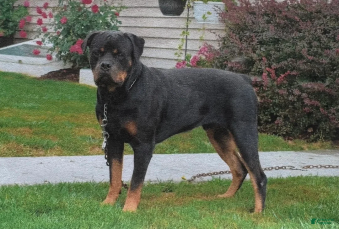 Rottweiler dogs for sale: Hunter - Ad 5