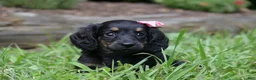 Miniature Dachshund dogs for sale: Bella - Ad 4