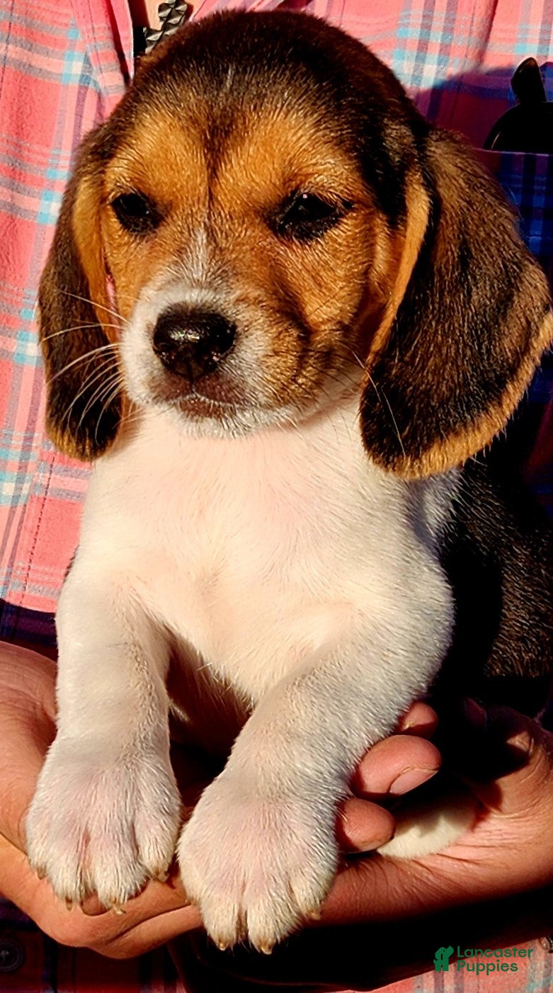 Beagle dogs Beagle Puppy 1 - Ad 1