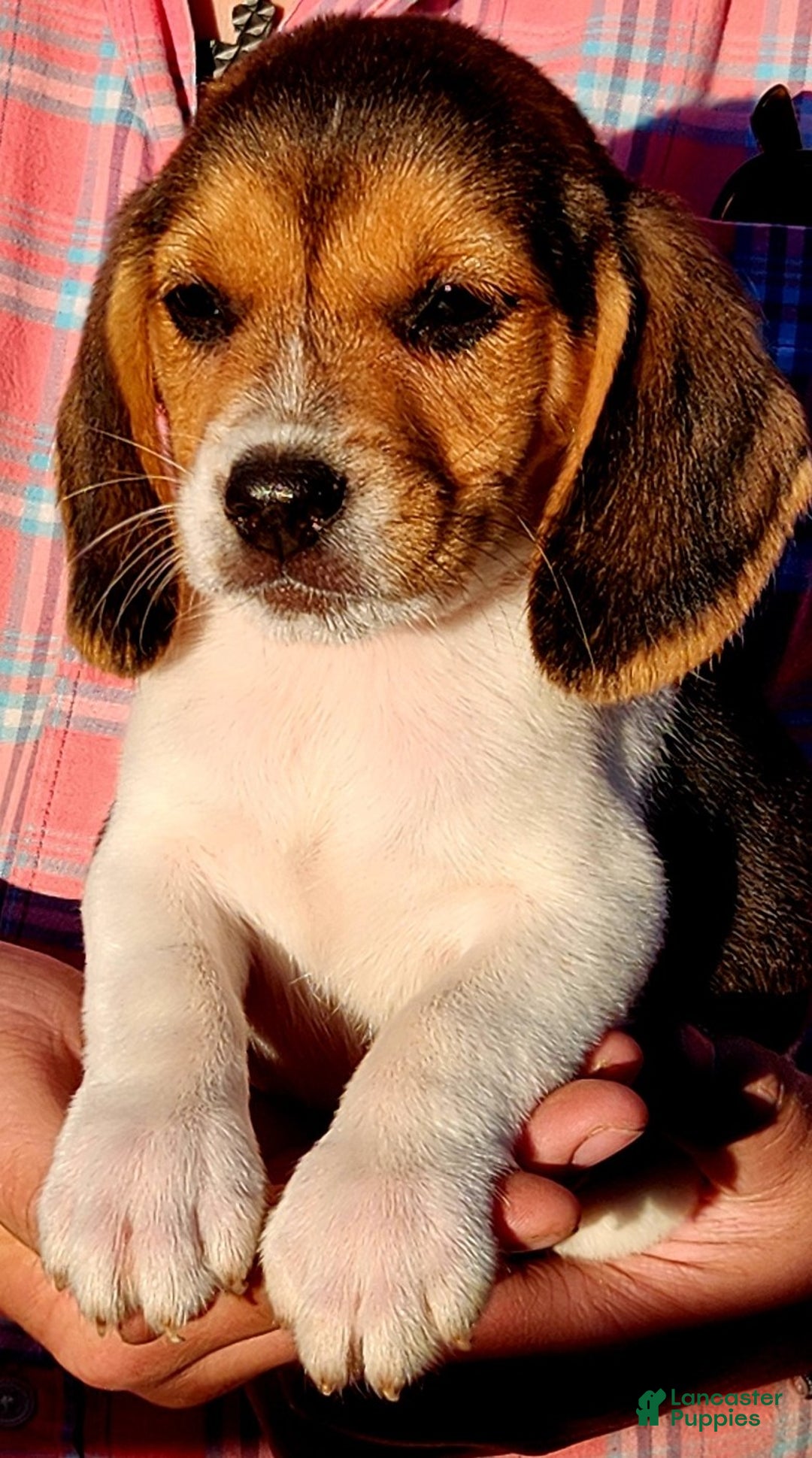 Beagle dogs for sale: Beagle Puppy 1 - Ad 1