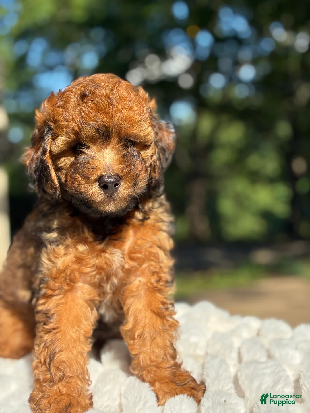 Yorkiepoo dogs for sale: Charlie  - Ad 2