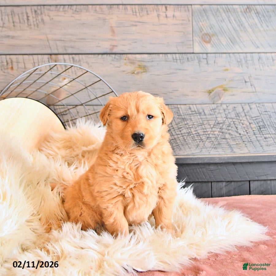 Golden Retriever dogs Bella   - Ad 36