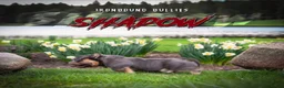 American Bully dogs for sale: American Bully 5 - Ad 7
