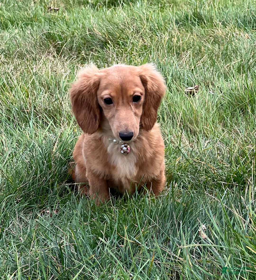 Miniature Dachshund dogs for sale: Female import puppy- uses pads - Ad 3