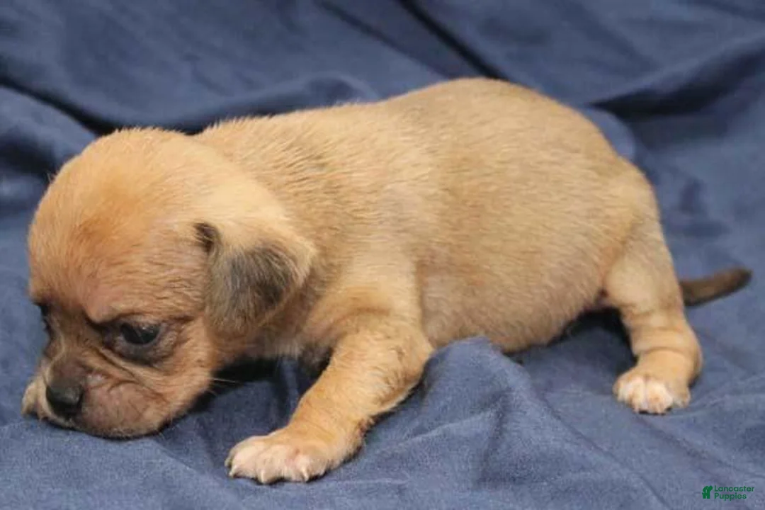 Puggle dogs for sale: Chewy - Ad 88